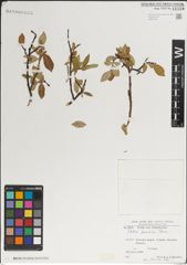 Foto von Salix karelinii Turcz. ex Stschegl.